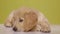 Cute golden retriver puppy on yellow background