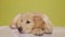 Cute golden retriver puppy on yellow background