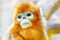 Cute golden Snub-Nosed Monkey in his natural habitat of wildlif