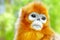 Cute golden Snub-Nosed Monkey in his natural habitat of wildlif