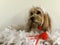 Cute Golden Spaniel crossed Maltese poodle dressed up in wedding oufit.