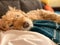 Cute Goldendoodle dog having a nap on her human