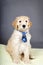 Cute goldendoodle pup with tie