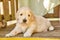 Cute Goldendoodle puppy laying down in shade of wood furniture