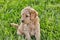 Cute Goldendoodle puppy sitting in grass