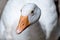 Cute goose portrait and head with orange beak
