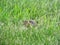 Cute gopher hides in grass