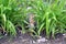 Cute gopher in the park among greenery. Rodent close-up in the wild.