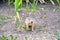 Cute gopher in the park among greenery. Rodent close-up in the wild.