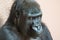 Cute gorilla close up portrait sitting on the ground