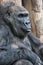 Cute gorilla portrait sitting on the ground at the zoo