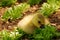 Cute gosling eating salad