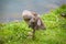 a cute gosling of an egyptian goose is cleaning its plumage