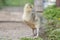 Cute gosling of a greylag goose anser anser posing in the grass, blurred background