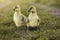 Cute gosling`s resting in a meadow grass.