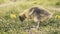 Cute gosling`s resting in a meadow grass.