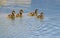 Cute goslings of egyptian goose on lake