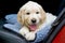 Cute GR Golden Retriever puppy on back seat of car