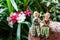 Cute grandfather and grandmother ceramic dolls sitting on the la