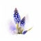 cute Grape Hyacinths flowers on white background generative AI