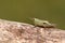 A cute Grasshopper, perching on fallen branch which is lying in a field in the UK.