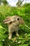 Cute Gray Baby Rabbit