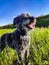 Cute gray bearded shaggy dog with open mouth on background of green grass. Walking with dog