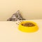 A cute gray cat and a bowl of food on a yellow background. Reaching for his favorite food, little thief