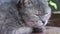 Cute gray cat face sleeping macro close up
