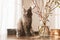A cute gray cat helps decorate the house for Easter. Kitten next to a bouquet of willow decorated with Easter eggs.