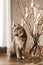 A cute gray cat helps decorate the house for Easter. Kitten next to a bouquet of willow decorated with Easter eggs.