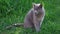 Cute gray cat proudly sits on the grass alone