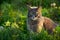 Cute gray cat sits in the grass. Domestic cat in the garden. Portrait of cute cat in outdoor