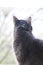 A cute gray cat sits on a natural background and looks at the window