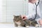 Cute gray cat in a veterinary clinic examined by a doctor