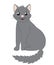 Cute gray cat on a white background