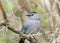 Cute gray catbird on a branch in a blur