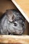 Cute gray chinchilla sits on the windowsill of his cage with a branch in his paws, elite pets,rodent feeding