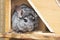 Cute gray chinchilla sits on the windowsill of his cage with a branch in his paws, elite pets,rodent feeding