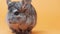 Cute gray chinchilla sitting on lovely pets concept, purebred fluffy rodent, funny animals