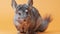 Cute gray chinchilla sitting on lovely pets concept, purebred fluffy rodent, funny animals