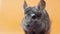 Cute gray chinchilla sitting on lovely pets concept, purebred fluffy rodent, funny animals