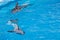 Cute gray dolphins swim in blue water. copy space, place for your text. bottlenose dolphins, wild marine mammals. blank for