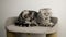 Cute gray domestic Scottish fold cat yawns. Tired animal lies in a toy cats house.