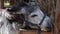 A cute gray donkey chewing hay, close-up. Feeding animals in a zoo or farm.