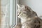 Cute gray fluffy cat with bright green emerald eyes looking out the window. Pets and lifestyle concept