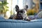 Cute gray french bulldog lies on soft gray sofa on blurred living room background