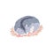 Cute gray hamster sleeping on a straw bed, fluffy pet curled up vector cartoon illustration, small adorable home animal