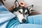 Cute gray husky dog sleeping on knees at home