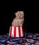 Cute gray kitten and Fourth of July decorations